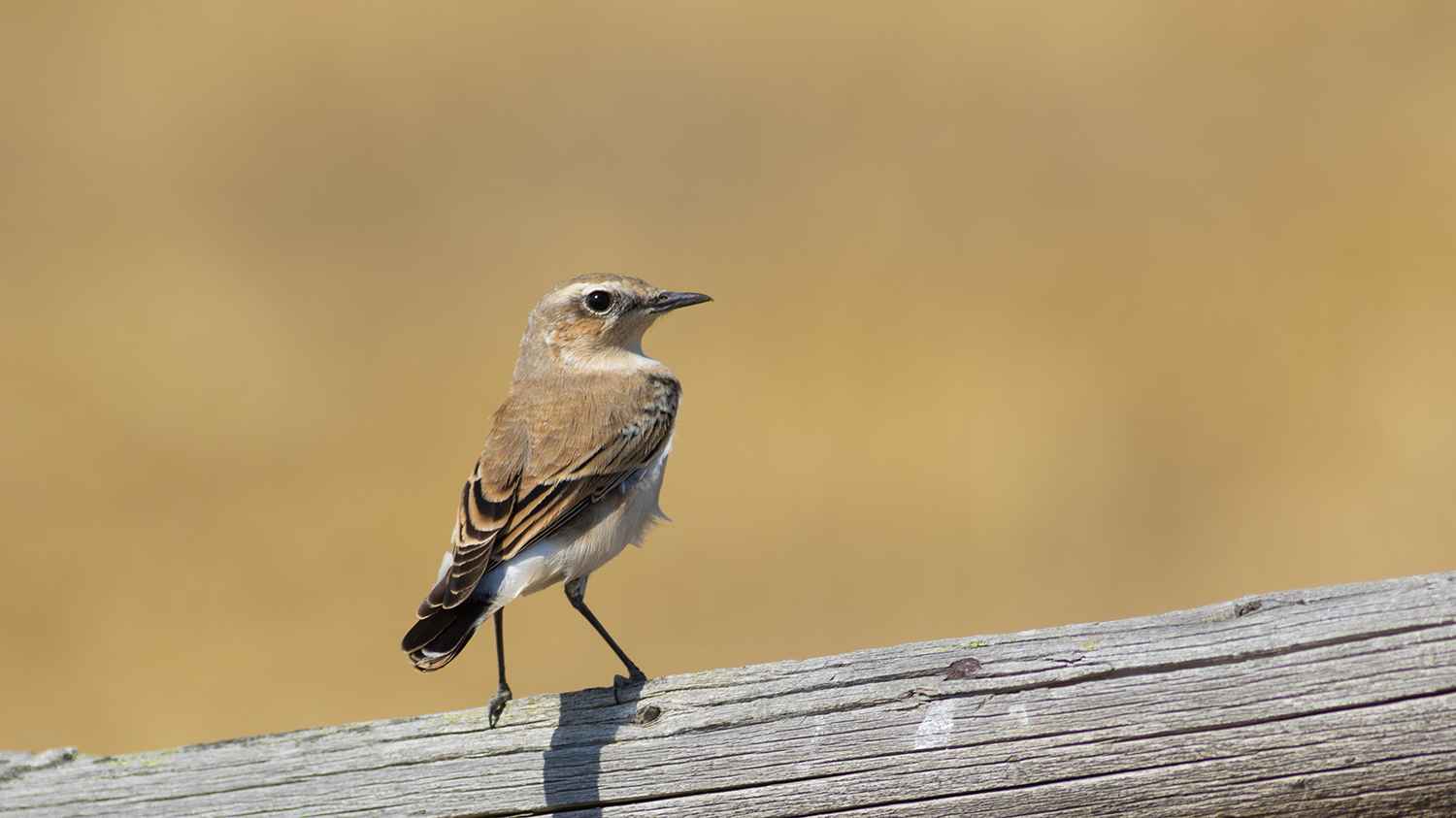 Northern Wheatear